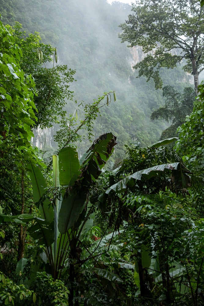 La jungle de Khao Sok dans la brume matinale