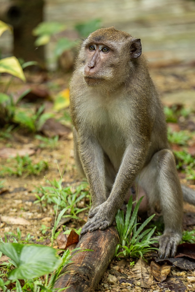 Singe assis sur une branche posée par terre