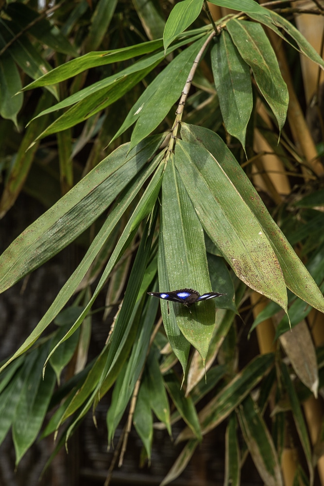 papillon Khao Sok jungle camp
