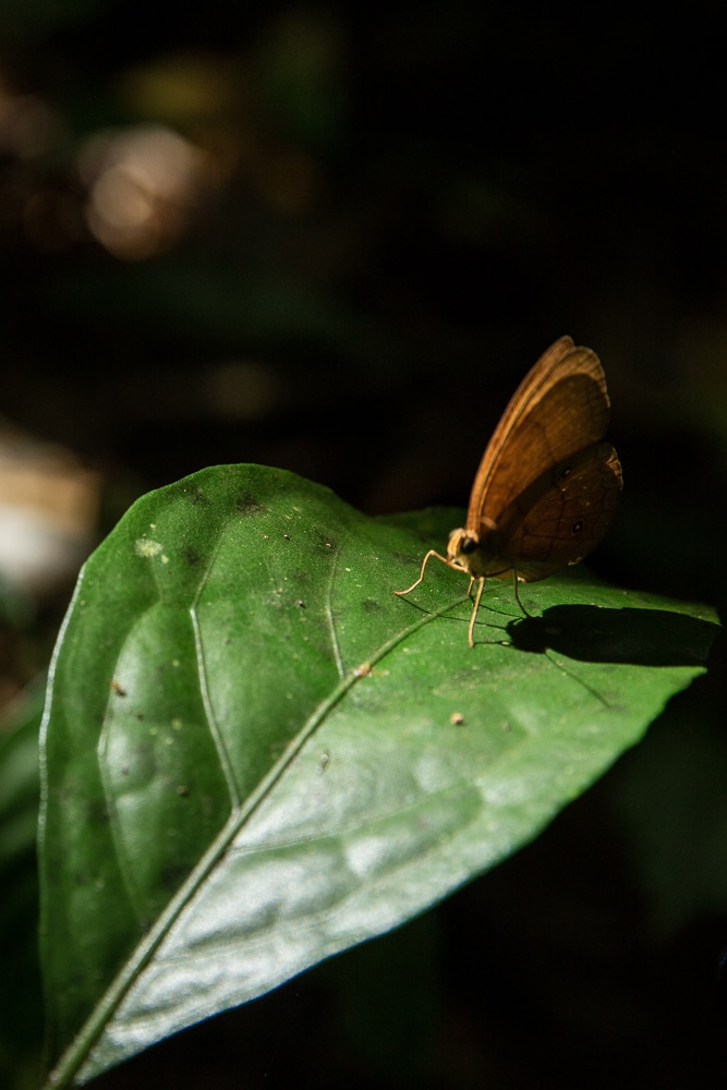 papillon Khao Sok