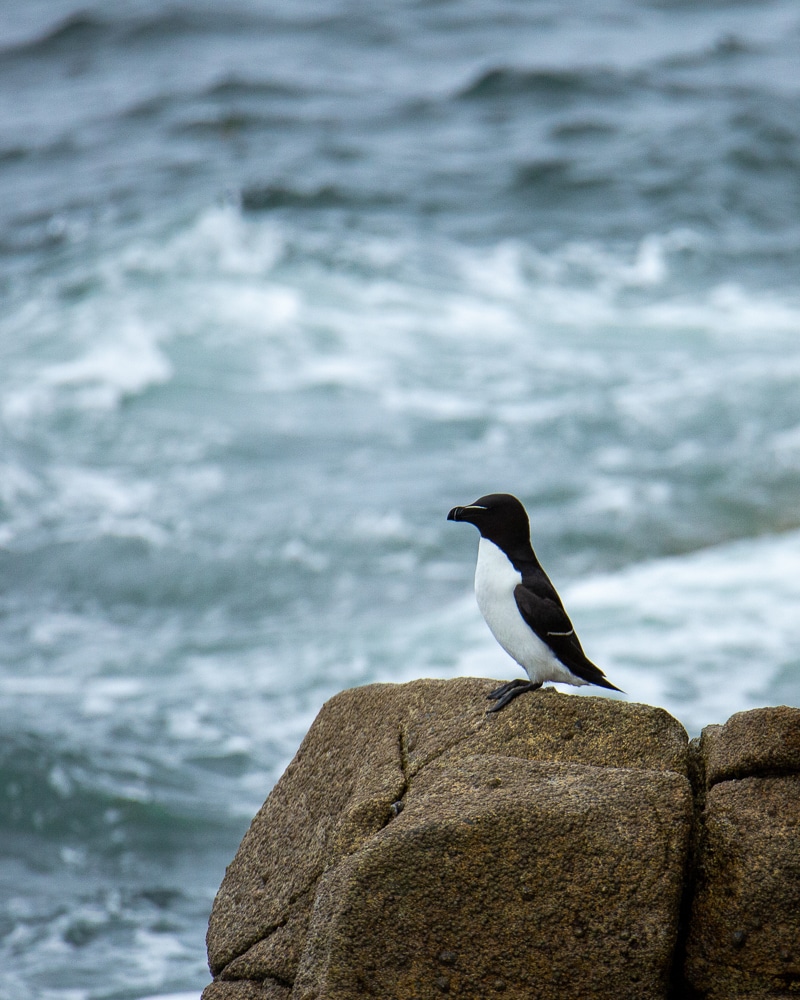 pingouin torda présent aux 7 îles au printemps