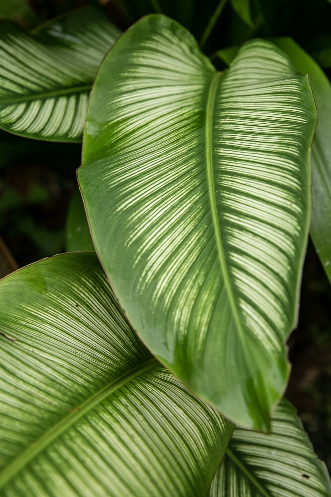 plante khao sok