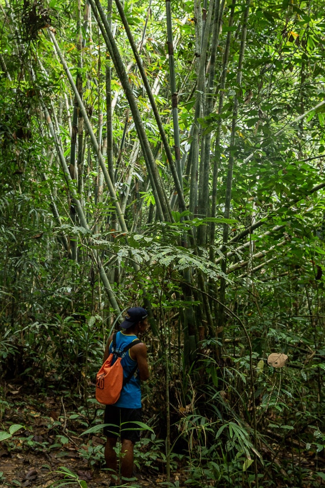 personne se baladant dans une forêt de bambou à proximité du lac Cheow Lan