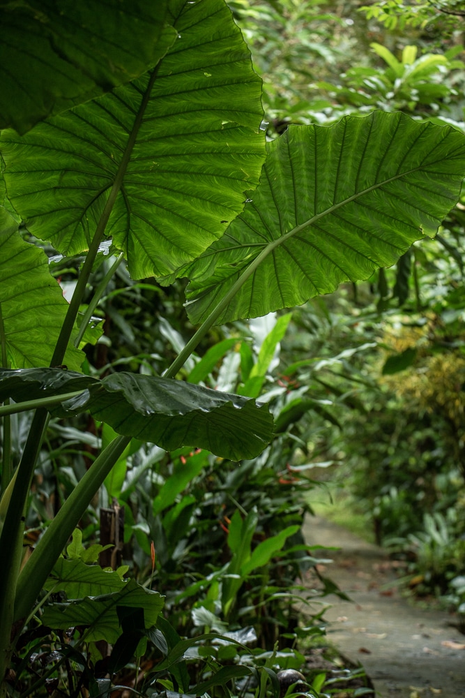 Vegetation jungle camp