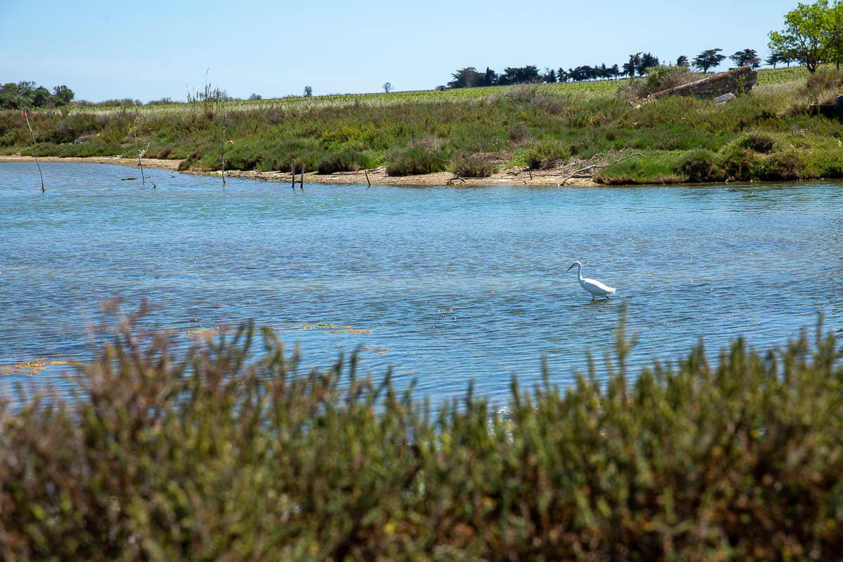 aigrette-garzette