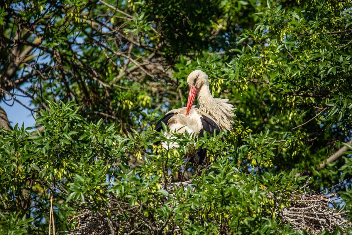 cigogne-blanche-reserve-mejean
