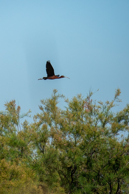 Vol d'un Ibis Falcinelle à la réserve du Bagnas dans l'Hérault