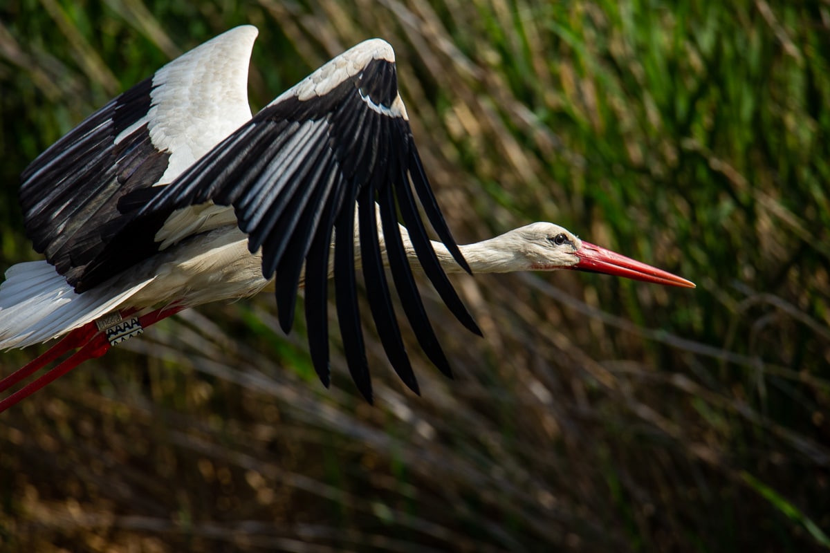 Cigogne blanche en vol dans l'Hérault