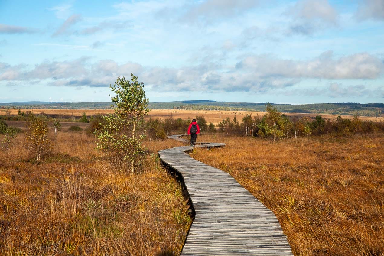 Marche sur caillebottis sur le plateau des Hautes Fagnes