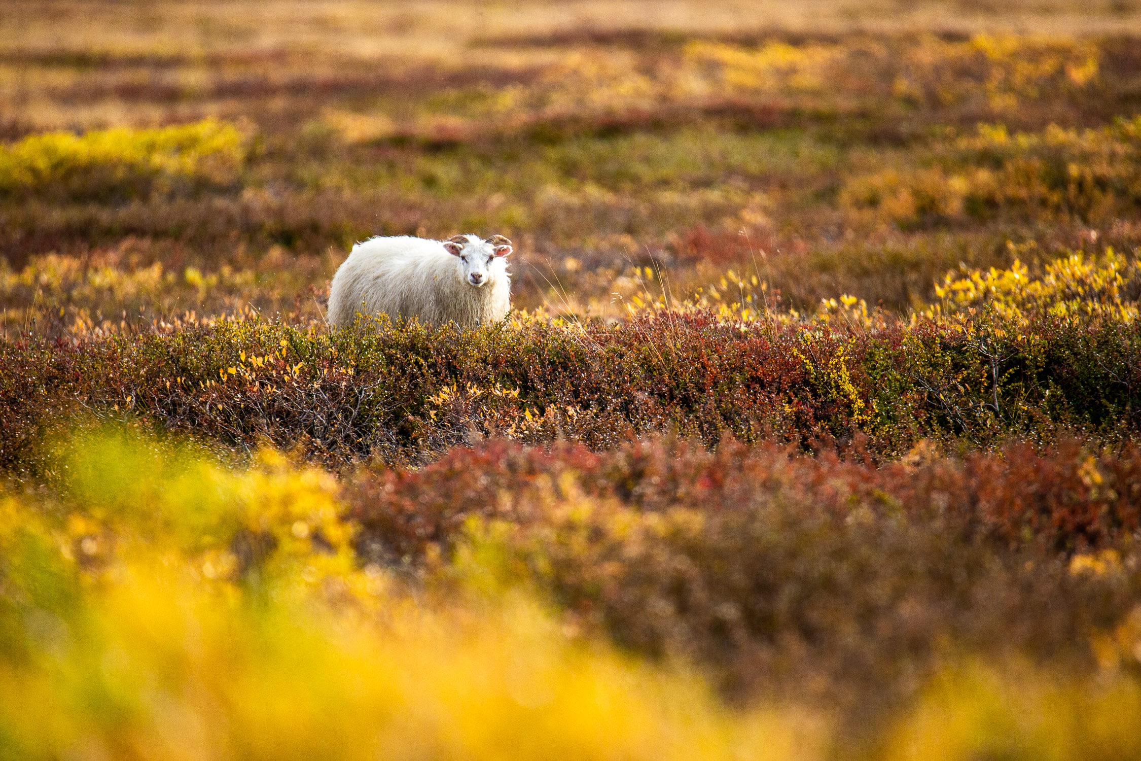 Mouton dans un parterre de couleurs chatoyantes automnales