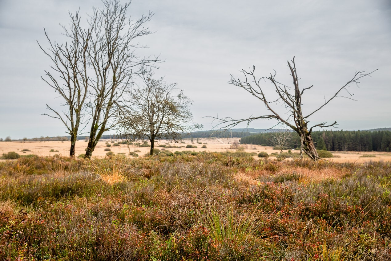 Paysage entre lande et tourbières du plateau des hautes-fagnes