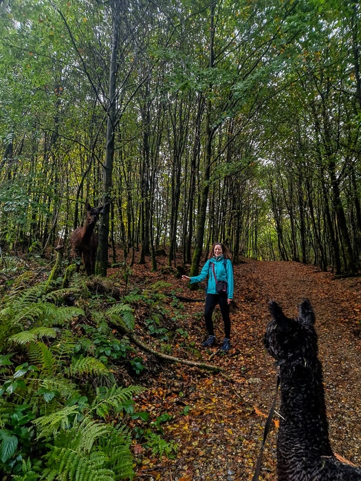 Deux alpagas lors d'une balade en forêt en Hautes-Fagnes