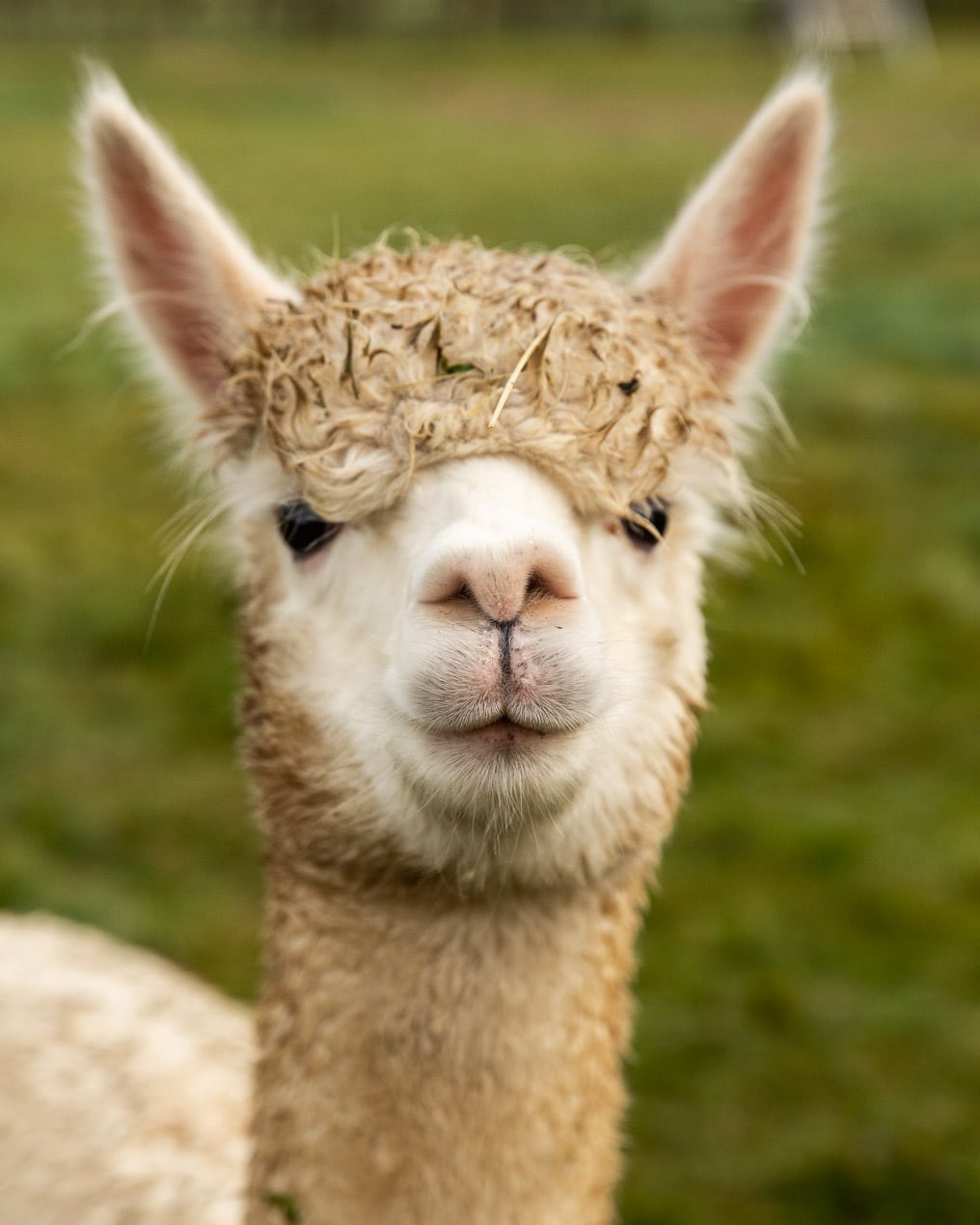 Portrait d'un alpaga blanc en Belgique