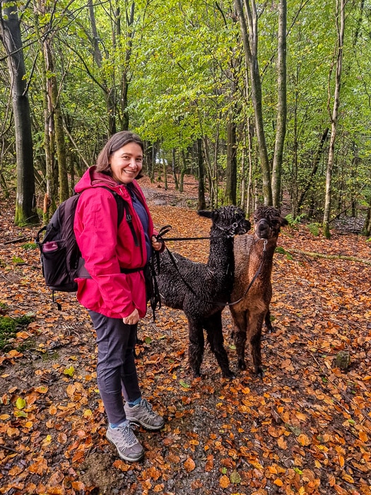 Balade dans les forêts des Fagnes avec deux alpagas