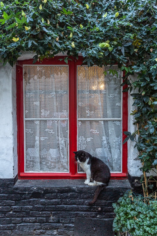 Chat dans une impasse de Liège