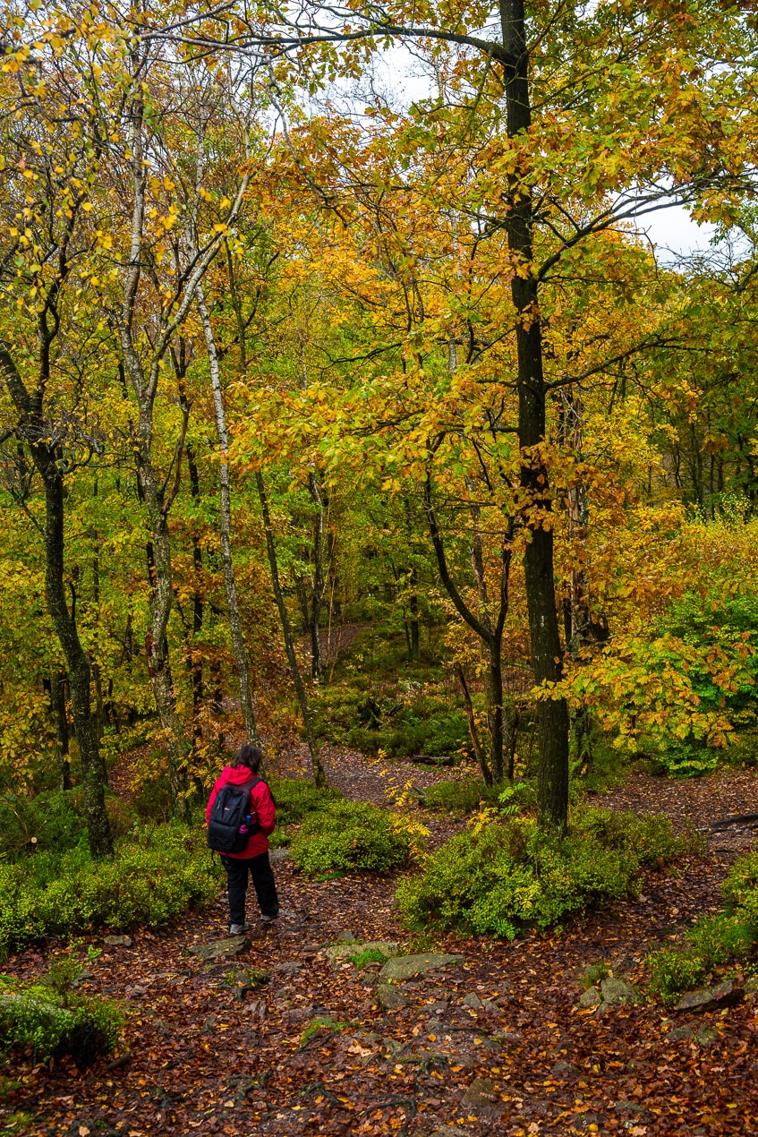 personnage dans une fôret de feuillus aux couleurs d'automne