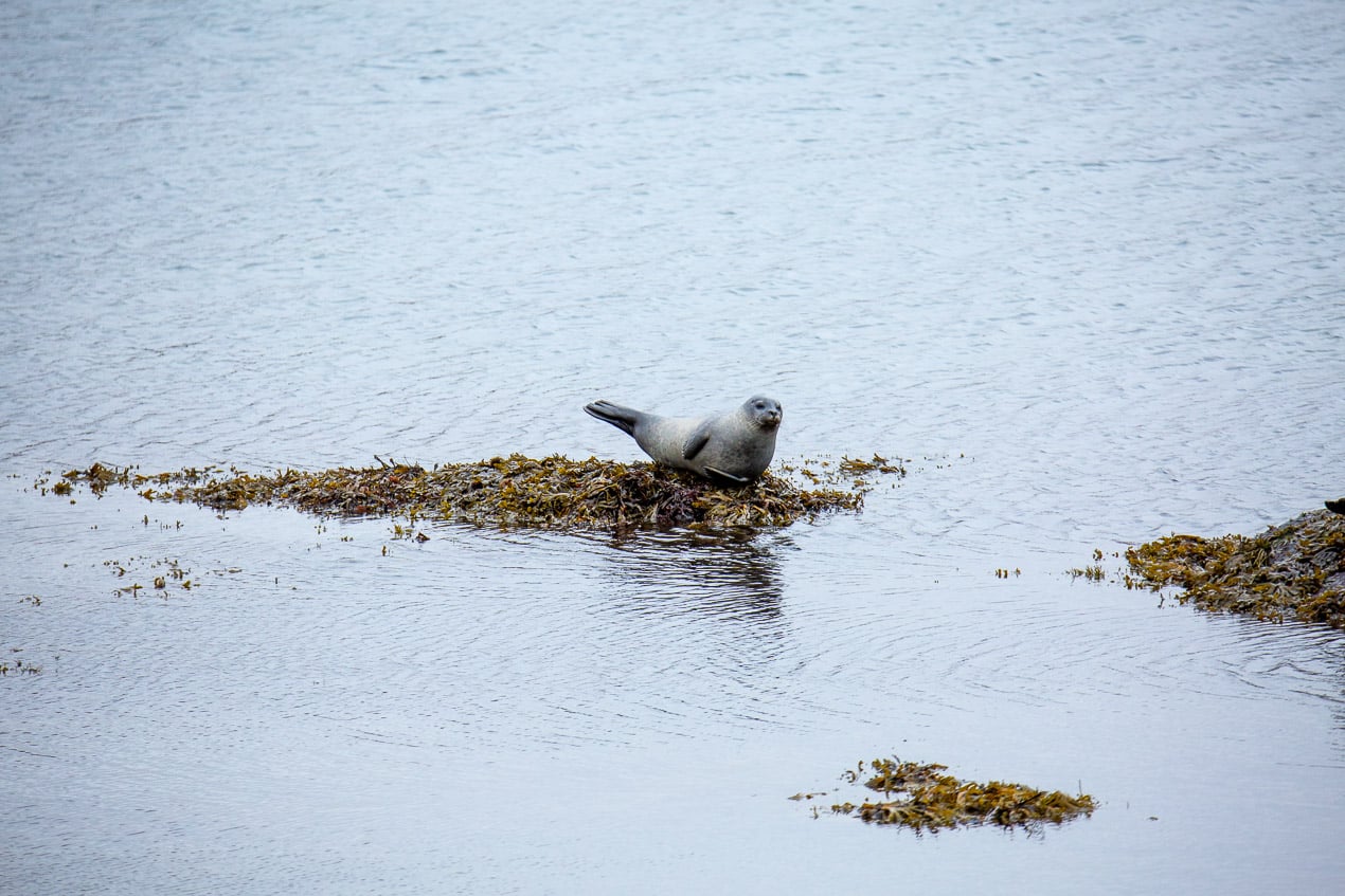 phoque dans les fjords d'Islande