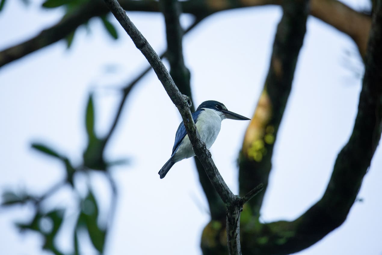 martin pêcheur dans un arbre en thailande