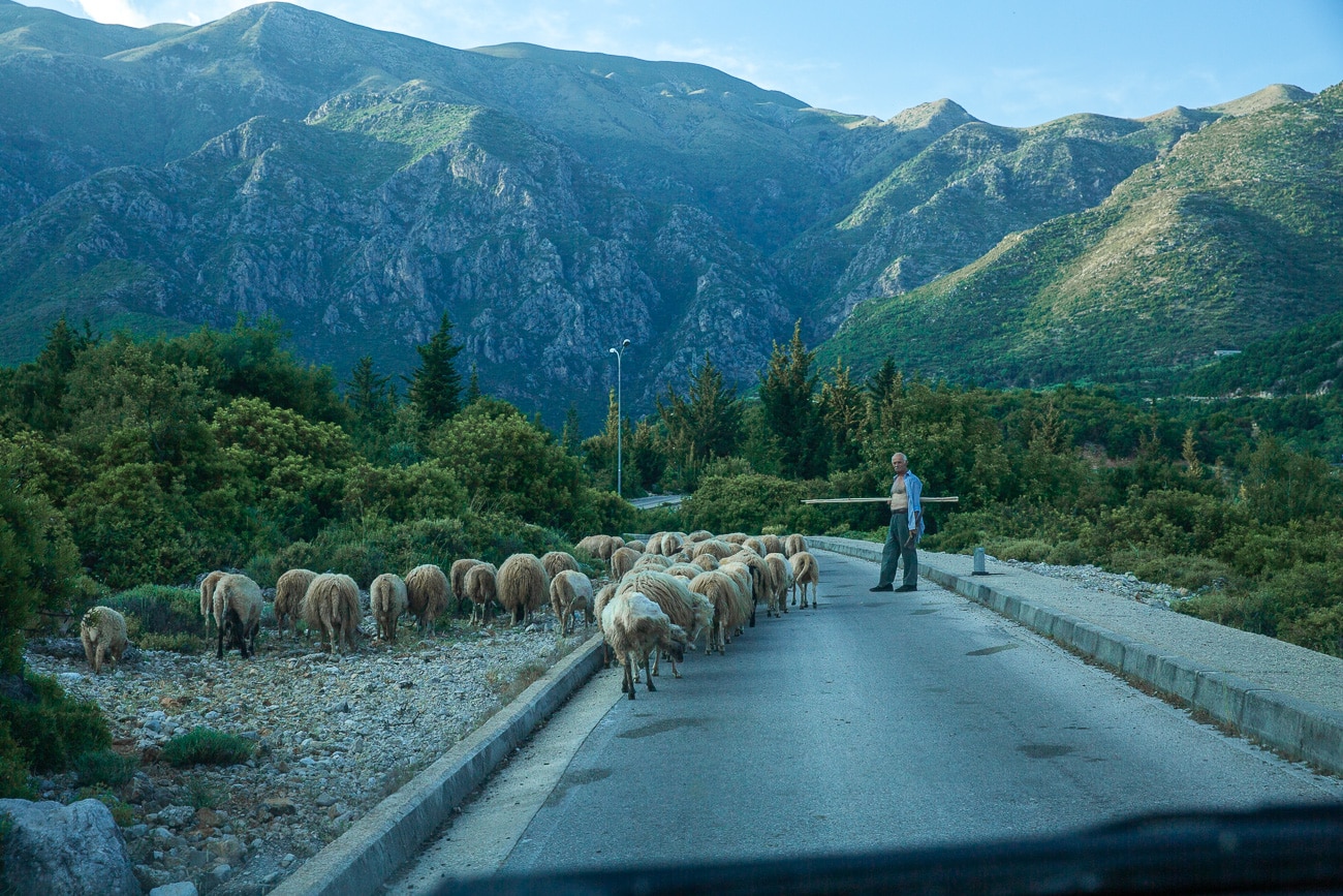 Un berger guide un troupeau de moutons sur une route étroite entourée de collines verdoyantes et de montagnes rocheuses en arrière-plan. La scène est paisible, capturant un moment rural authentique en pleine nature, probablement dans une région montagneuse de l'Albanie.