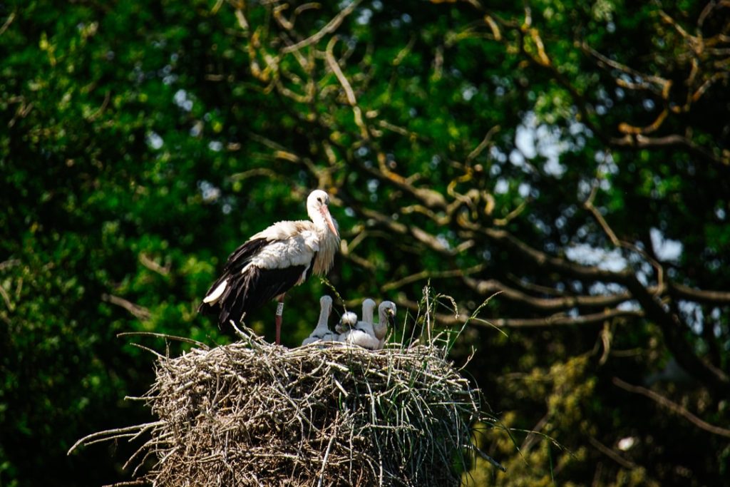 Une mère cigogne et ses petits dans un nid