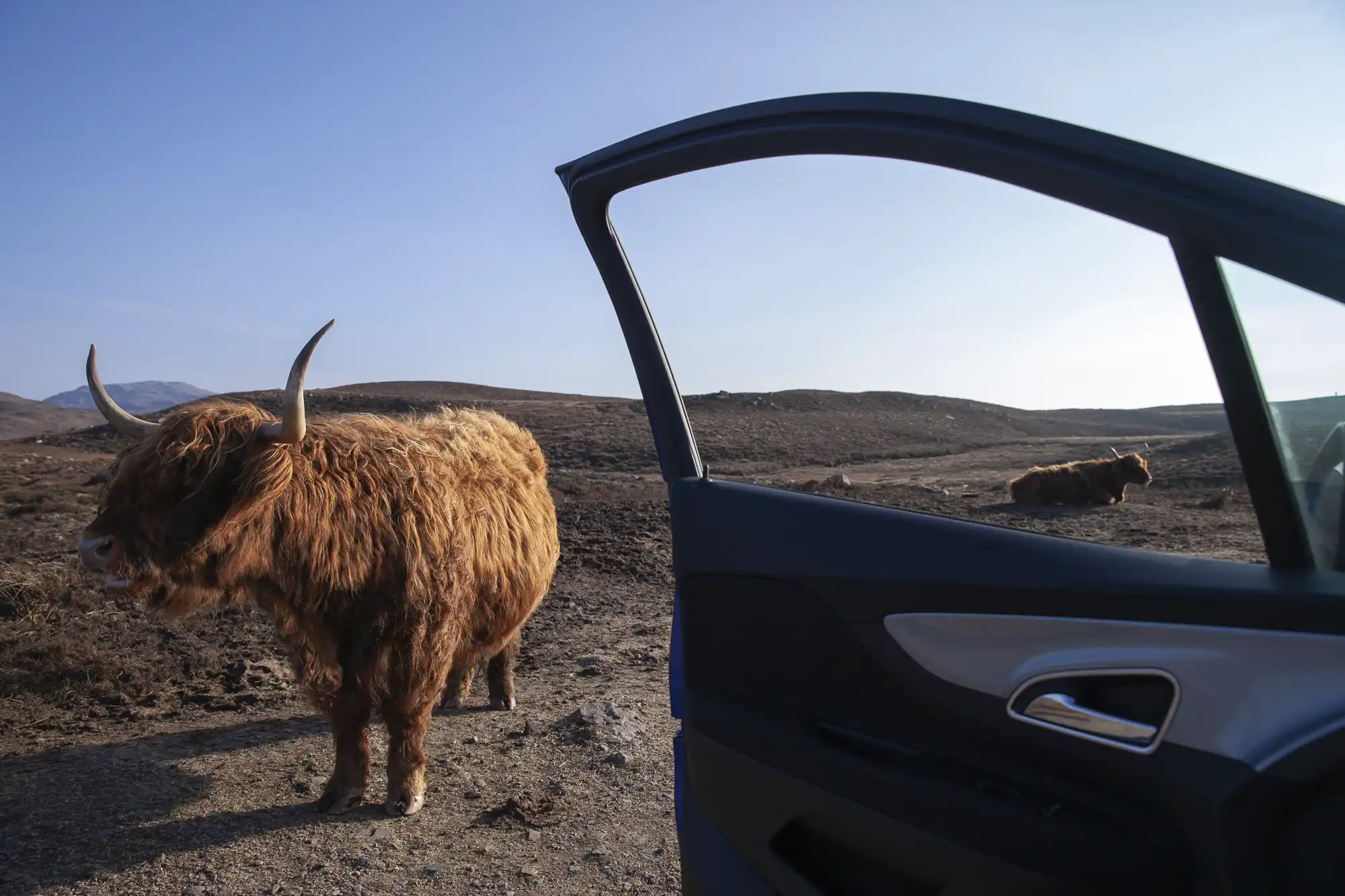 Vaches des Highlands sur la route